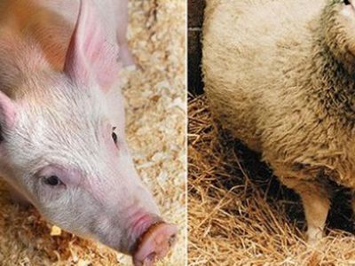 После овечки Долли шотландские ученые явили миру «генетически скорректированного» поросенка-26 - Наука и здоровье