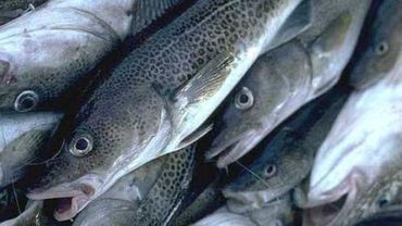 Ученые: Затопленное в Балтийском море оружие вызывает мутацию рыб