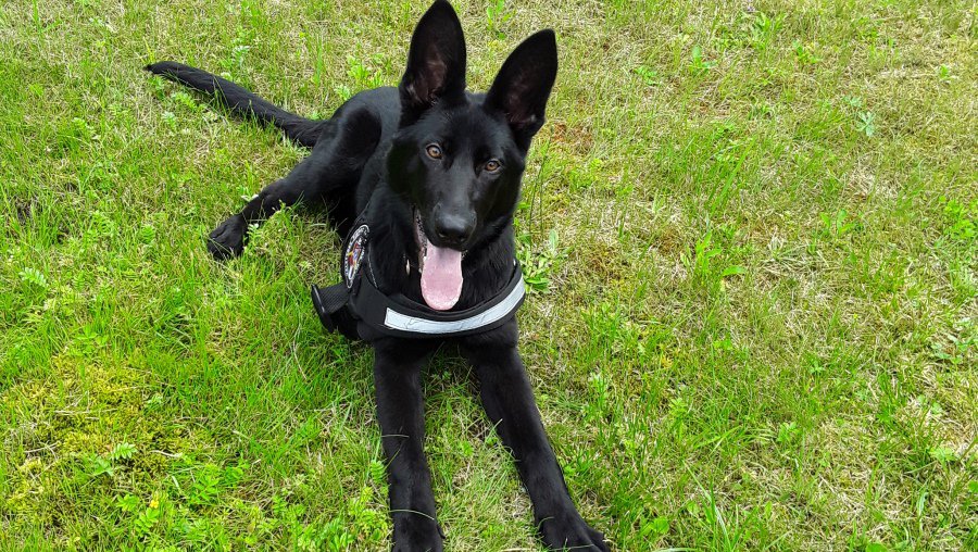 Участник № 50 конкурса «Мой домашний любимец» - Конкурсы для читателей