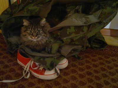 Участник №7 конкурса «Мой домашний любимец» - Конкурсы для читателей