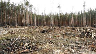 За 8 месяцев выдано столько разрешений на вырубку частных лесов, сколько за весь прошлый год