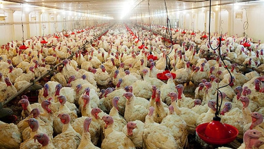 В Польше на индюшиной ферме установлен птичий грипп - Литва и страны Балтии