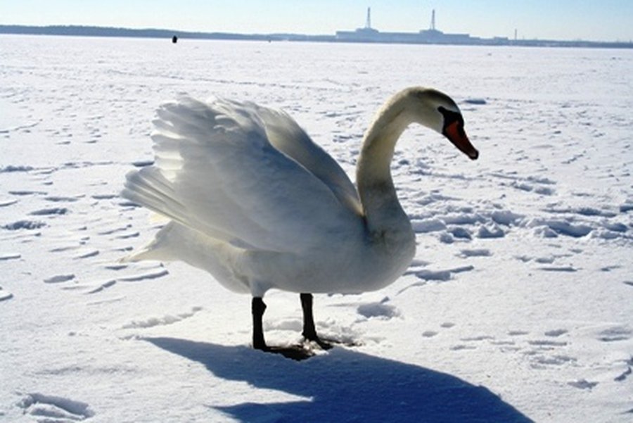 Лебеди не улетели… - В Висагинасе