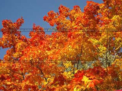 Пришла настоящая осень
 - Литва и страны Балтии