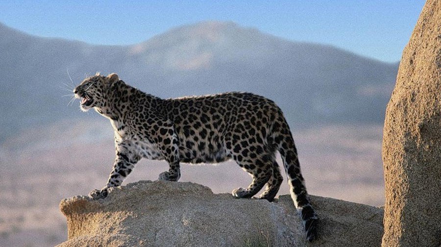 В России запустят аналог телеканалов Discovery и National Geographic - Хобби, отдых и развлечения