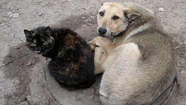 Растет число бездомных кошек и собак