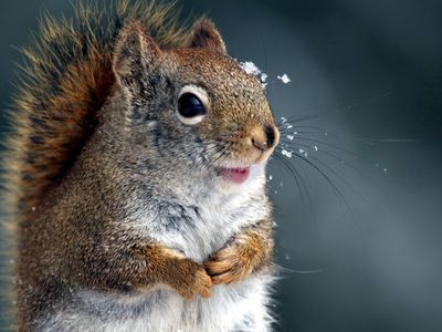 Прогноз: зима попрощается с Литвой небольшим снегом - Литва и страны Балтии