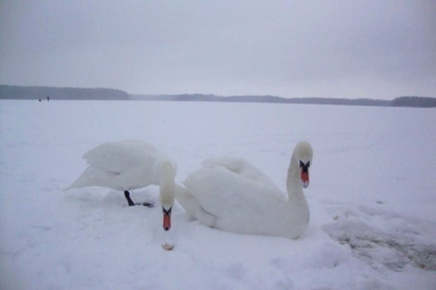 Лебеди на Висагинском озере    