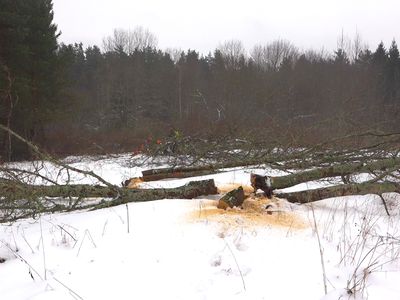 Вырубка деревьев на «астрополяне» практически завершена (дополнено и добавлено видео) - В Висагинасе