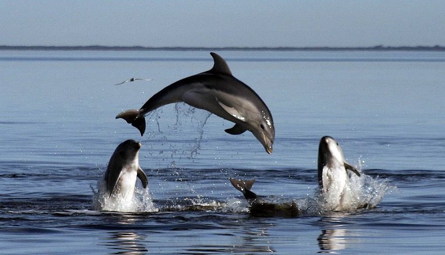 Ученые зафиксировали аномально высокую смертность дельфинов - В Мире