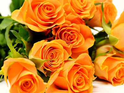 Татьяну Богданович - с Днем рождения! - Поздравления