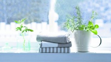 Как выбрать комнатные растения и правильно расставить их в квартире