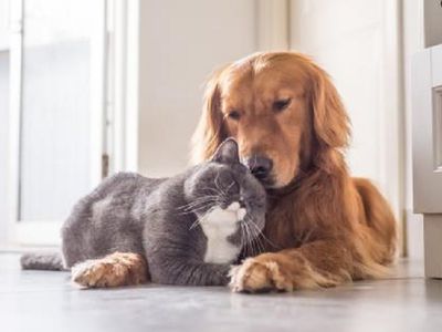 Dar kartą apie augintinių ženklinimą: dažniausiai užduodami klausimai - Visagine