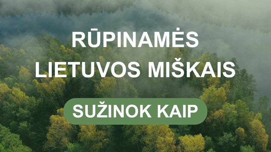 Судьба лесов на ближайшее 10-летие будет решаться 11 декабря - В Висагинасе