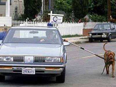 Британца оштрафовали за дистанционный выгул собаки - Хобби, отдых и развлечения