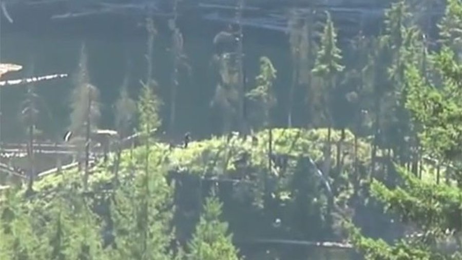 В Канаде на видео сняли странное существо, похожее на снежного человека - В Мире