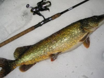 Горячая линия TTS: Когда будет разрешена ловля щуки? - В Висагинасе