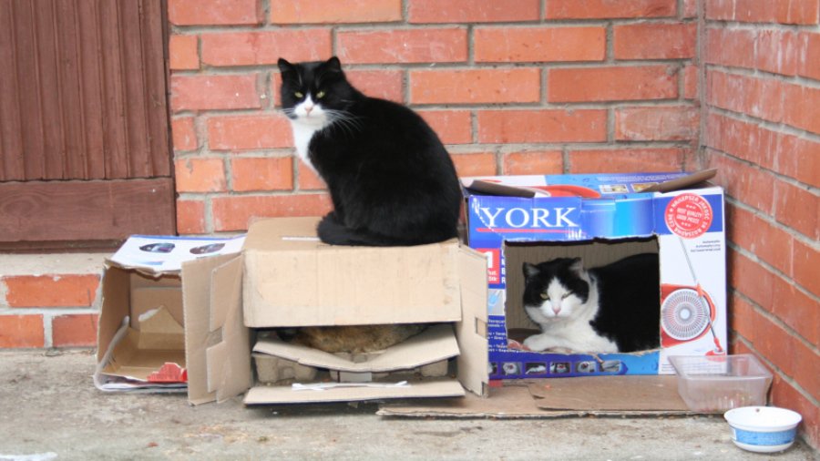 Горячая линия ТТS: Что делать с незаконной пристройкой соседа? (с 1 апреля) - В Висагинасе