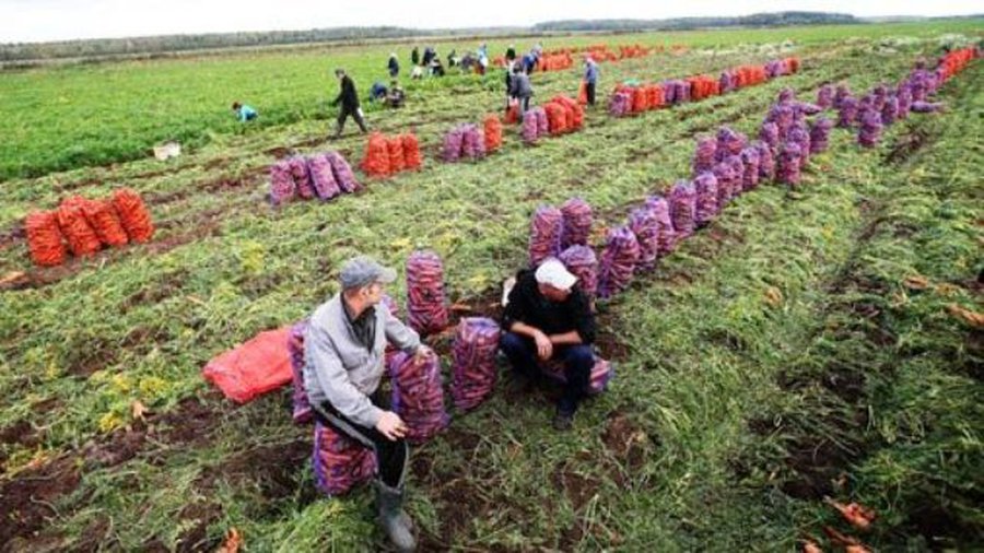 BBC о том, как живется гастарбайтерам на британских полях - В Мире
