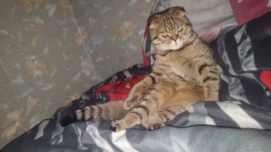 Участник №27 конкурса «Мой домашний любимец» - Конкурсы для читателей