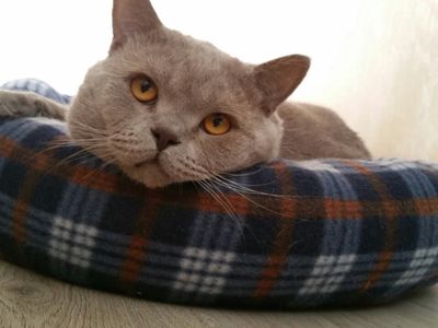 Участник № 49 конкурса «Мой домашний любимец» - Конкурсы для читателей