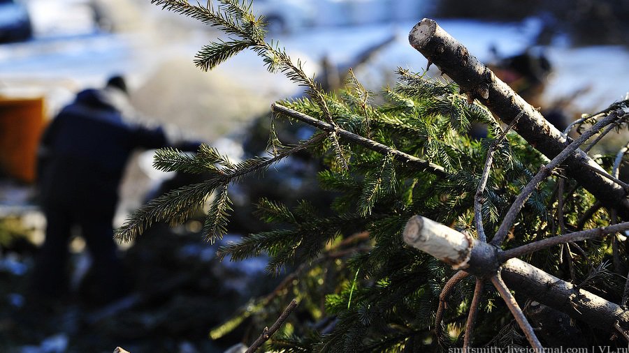 О местах, где можно оставить новогодние елочки - В Висагинасе
