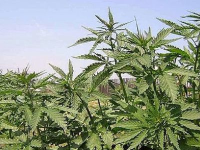 Сейм Литвы утвердил в первом чтении поправки, узаконивающие медикаменты с коноплей - Литва и страны Балтии