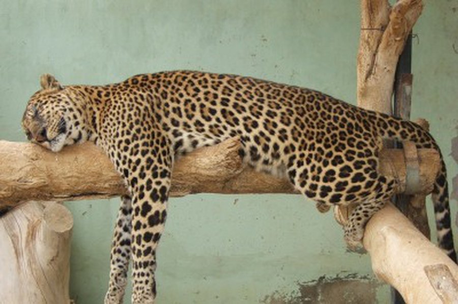 Литовские компании из-за тропической жары устраивают сиесты
 - Хобби, отдых и развлечения