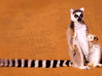 ВИЧ существует 4 миллиона лет - Наука и здоровье