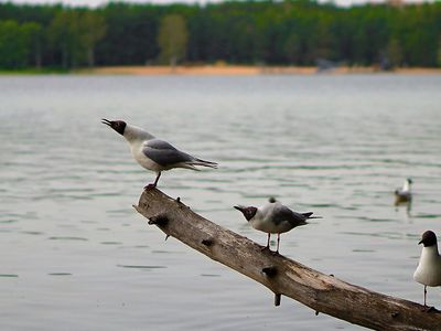 Безопасны ли места купания в Висагинском озере? - В Висагинасе