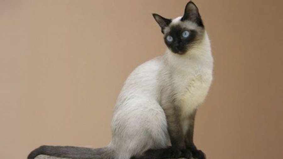 Кошачий паразит заставляет людей покончить с собой - Наука и здоровье