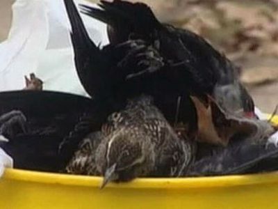 Природа подает сигнал тревоги - Наука и здоровье