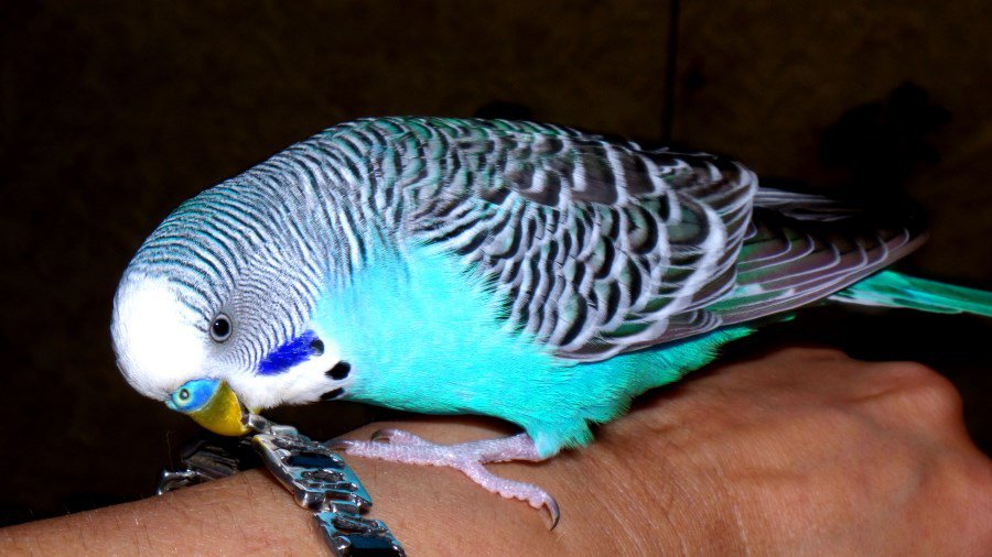 Участник № 37 конкурса «Мой домашний любимец» - Конкурсы для читателей