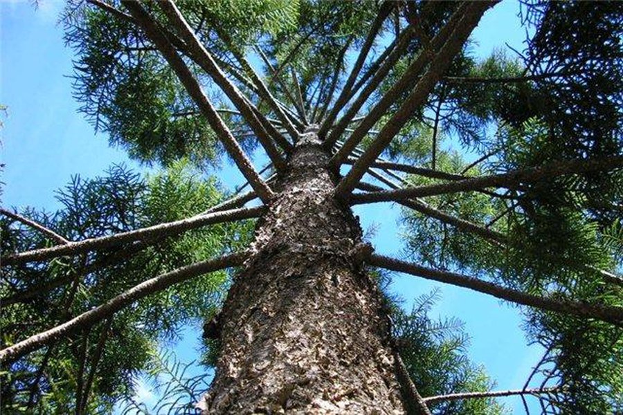 Деревья продлевают людям жизнь - Наука и здоровье