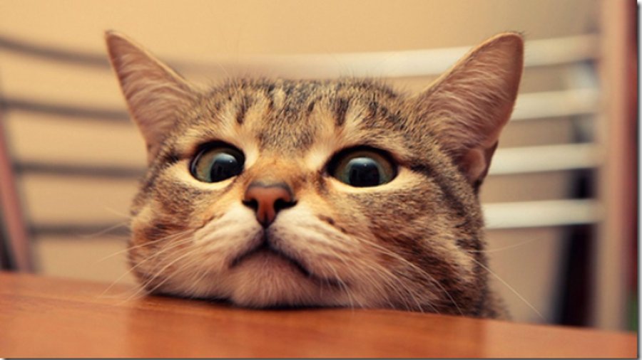 О чем мурлычет кошка? - Наука и здоровье