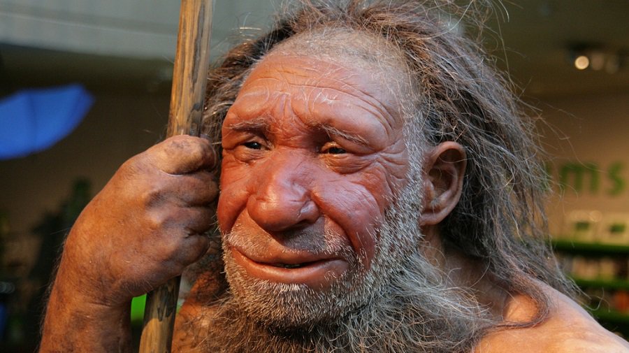 Живые «мини-мозги» неандертальцев расскажут, что делает наш мозг особенным - Это интересно