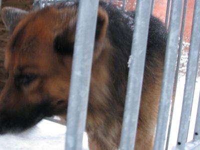 Потерялся пес - В Висагинасе