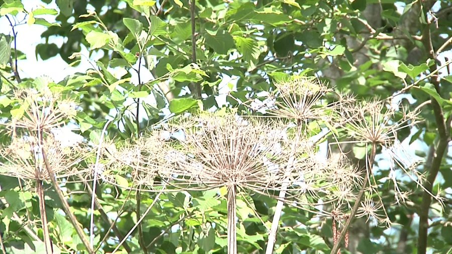 Все на борьбу с борщевиком! - В Висагинасе