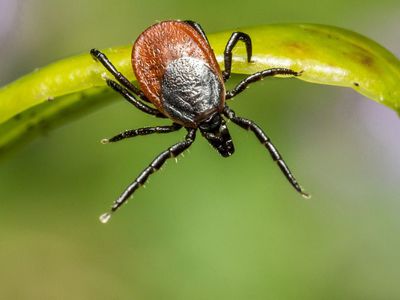 Осторожно, клещи! - В Висагинасе