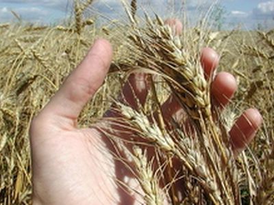 Засуха оставила мир без русского хлеба - В Мире