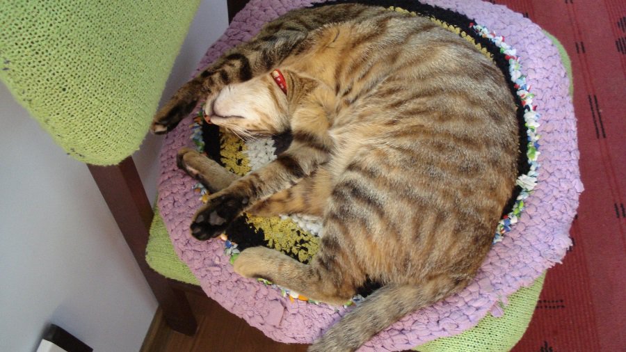 Участник №21 конкурса «Мой домашний любимец» - Конкурсы для читателей