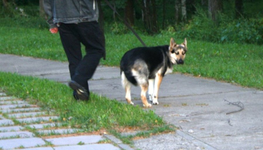Собака без намордника — враг человека? - В Висагинасе