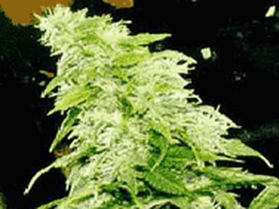 Правительство Литвы не забывает про коноплю - Литва и страны Балтии