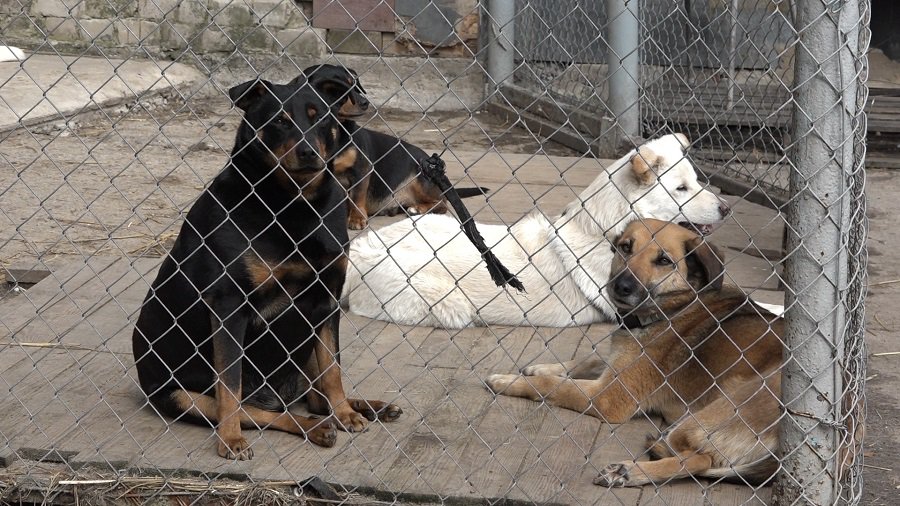 Висагинский приют для животных: какие предстоят изменения? (видео) - В Висагинасе