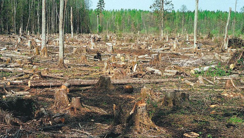 Вырубка лесов резко ускорилась по всей Европе