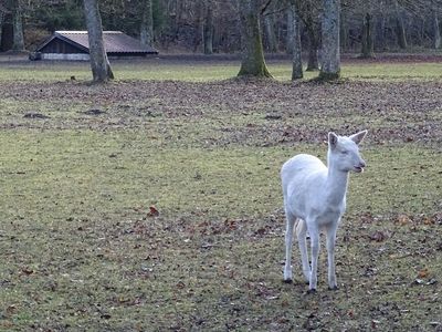 В Паневежском районе женщина сняла на видео белых косуль - Это интересно