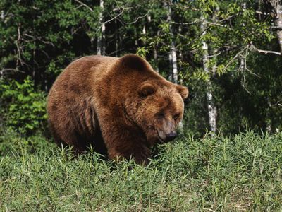 Голодные медведи терроризируют жителей Камчатки - В Мире