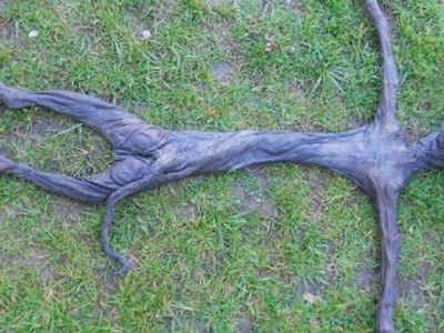 Atskleista ateivio kūno paslaptis - Pasaulyje