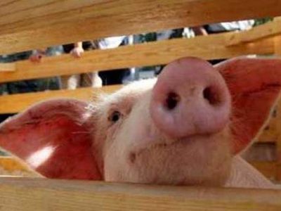 ВОЗ: Эпидемия свиного гриппа отменяется - Наука и здоровье