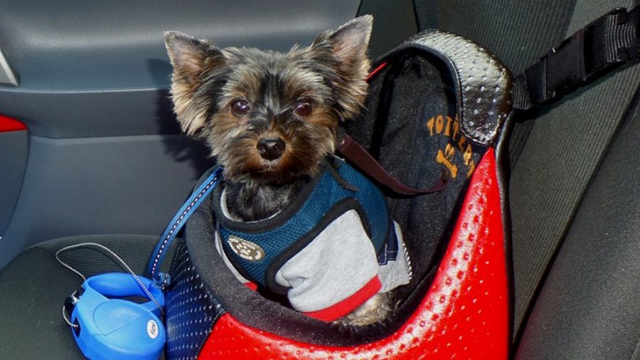 Участник № 35 конкурса «Мой домашний любимец» - Конкурсы для читателей